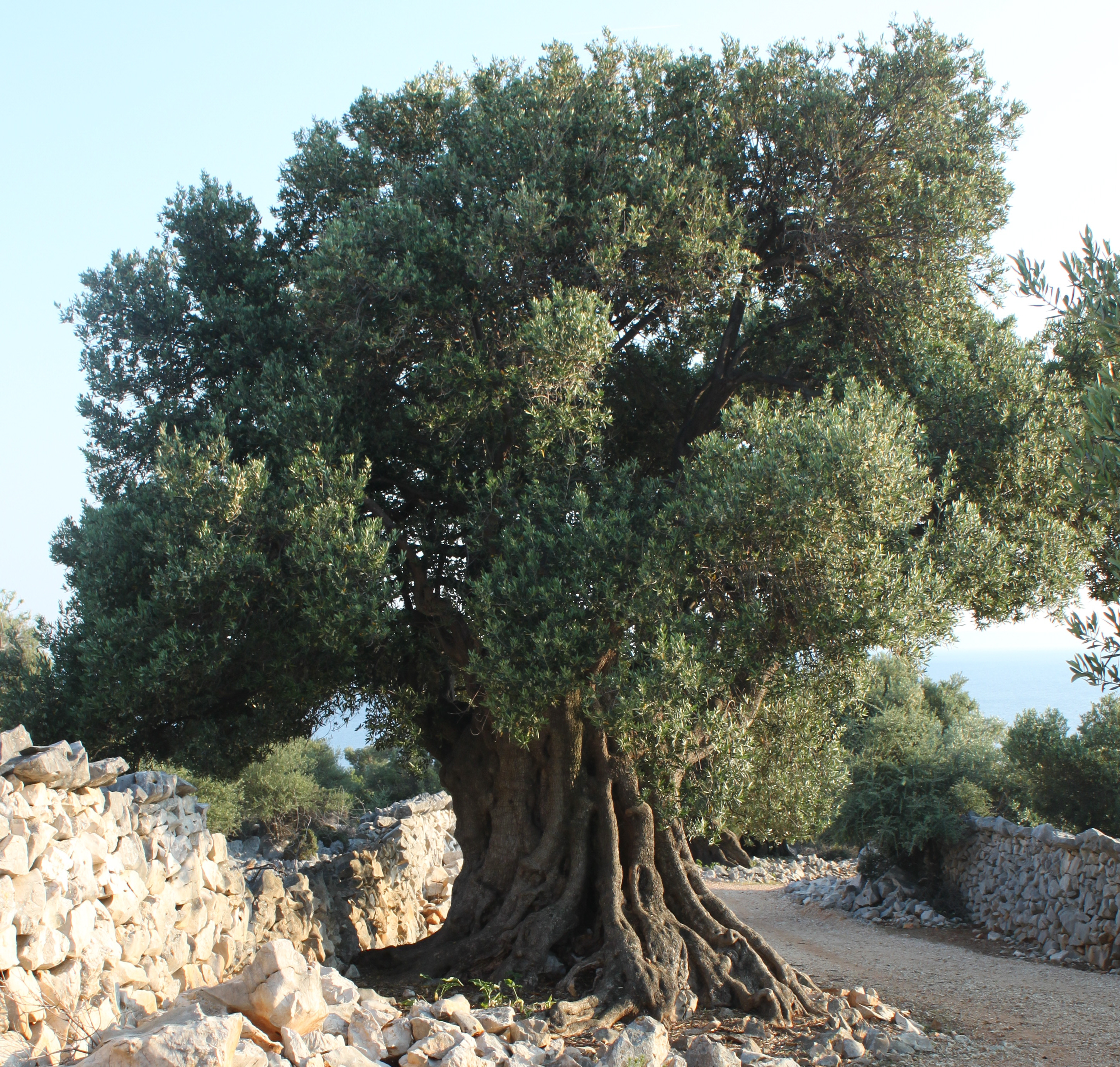 Деревья в греции